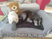 Medium Orthopedic Dog Bed with One Bolster Cushion - Eco Friendly & Non-Toxic