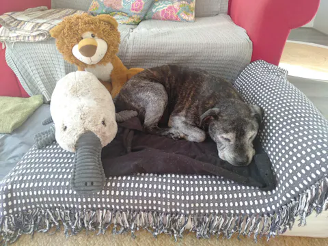 Medium Orthopedic Dog Bed with One Bolster Cushion - Eco Friendly & Non-Toxic