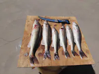 Eco Fishing Shop