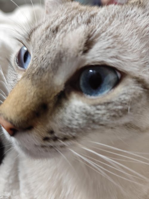 Nisip tofu pisici Ecosand capsuni 6L