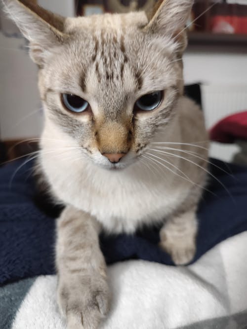 Nisip tofu pisici Ecosand bomboane 6L