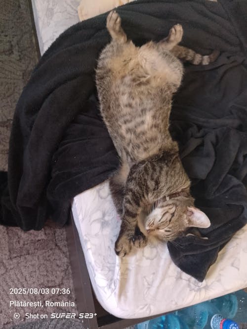 Nisip tofu pisici Ecosand lamaie 6L