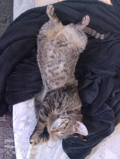 Nisip tofu pisici Ecosand capsuni 6L