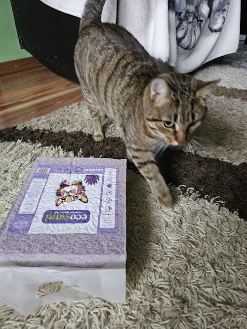 Nisip tofu pisici Ecosand lavanda 6L