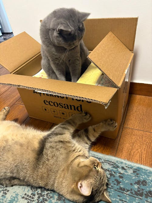 Pachet STARTER - 4 pungi + lopatica speciala