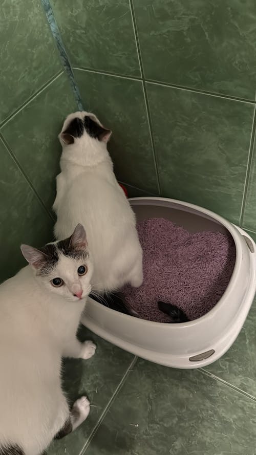 Nisip tofu pisici Ecosand lavanda 6L