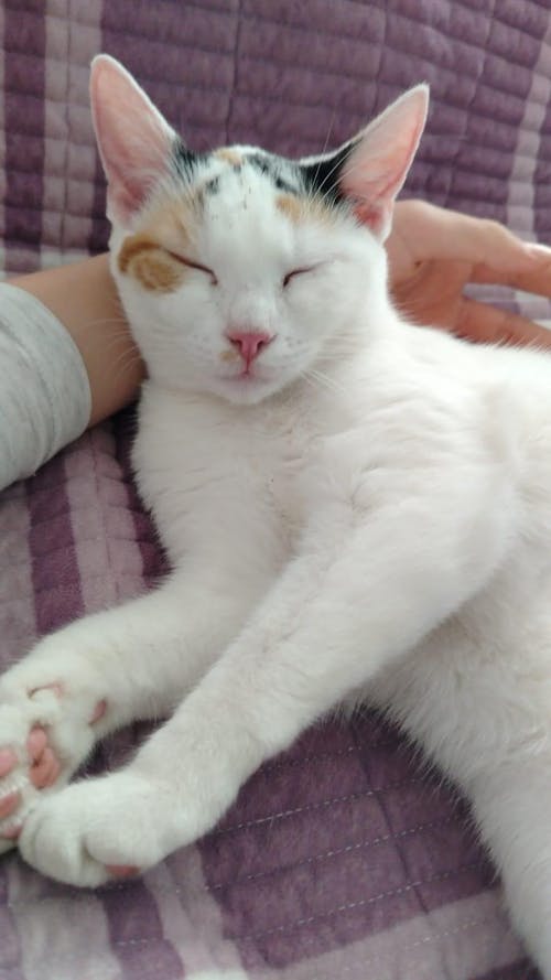 Nisip tofu pisici Ecosand lavanda 6L