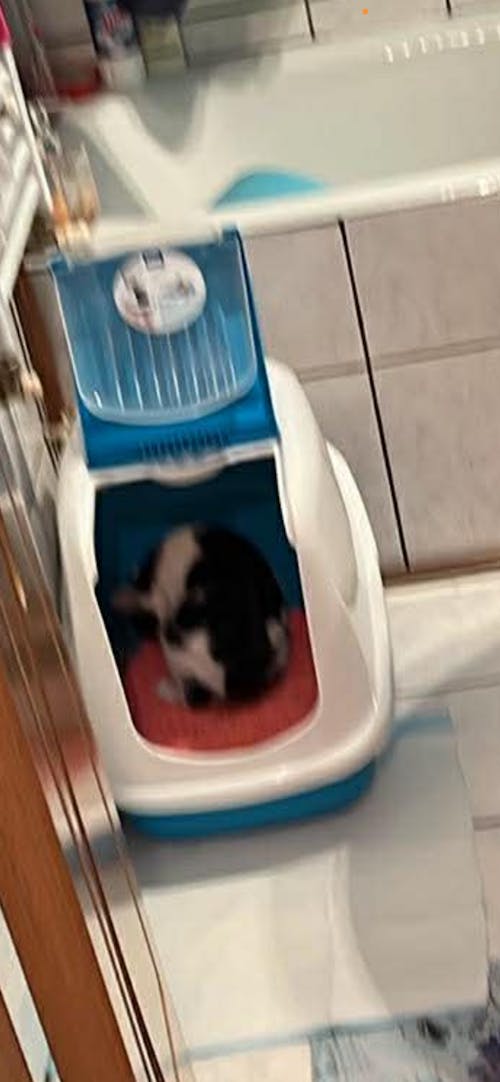 Nisip tofu pisici Ecosand capsuni 6L