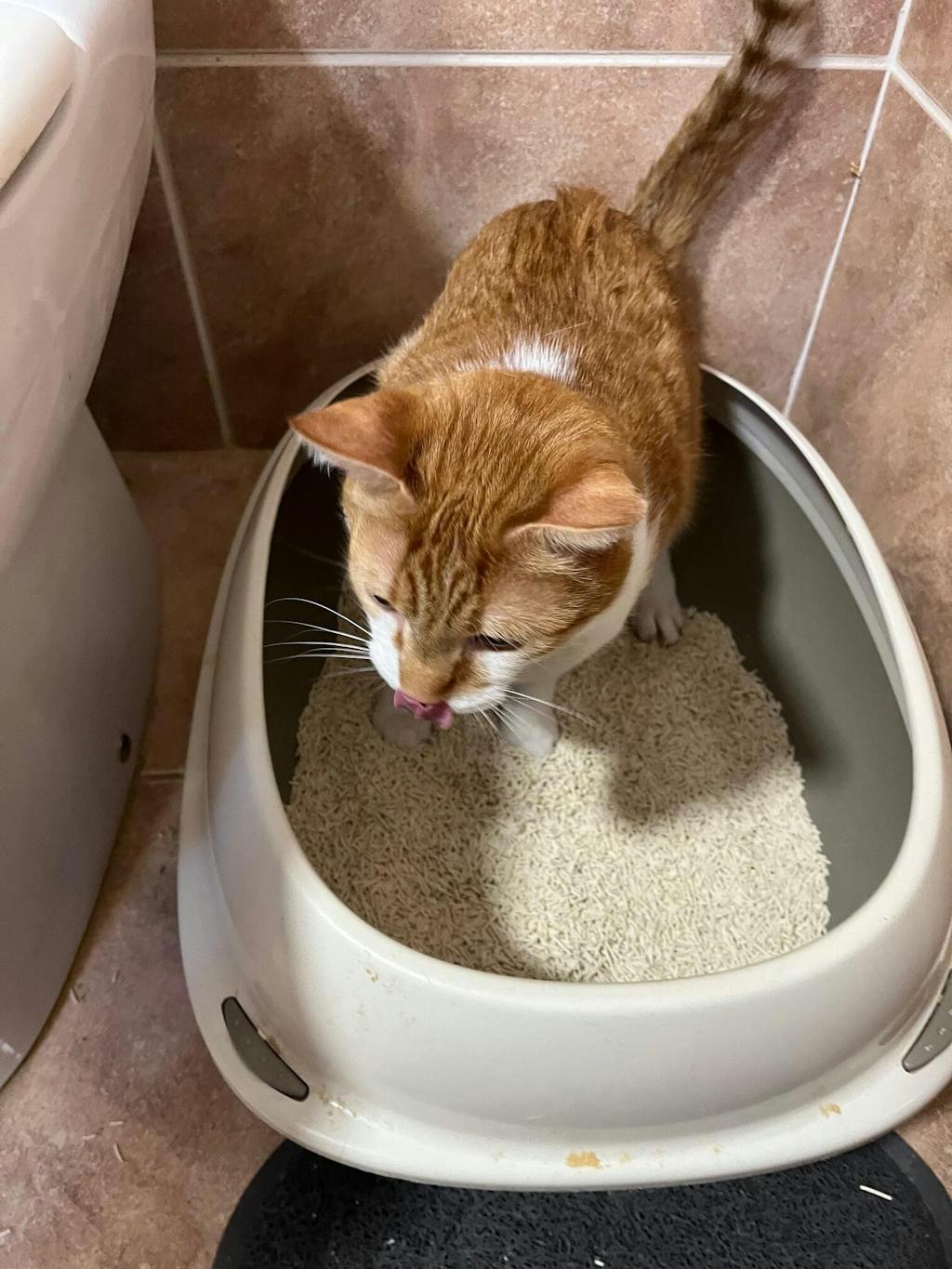 Nisip tofu pisici Ecosand fara parfum 6L