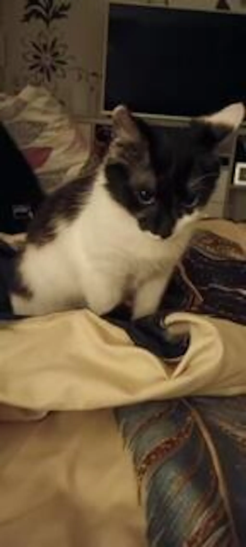 Nisip tofu pisici Ecosand lamaie 6L