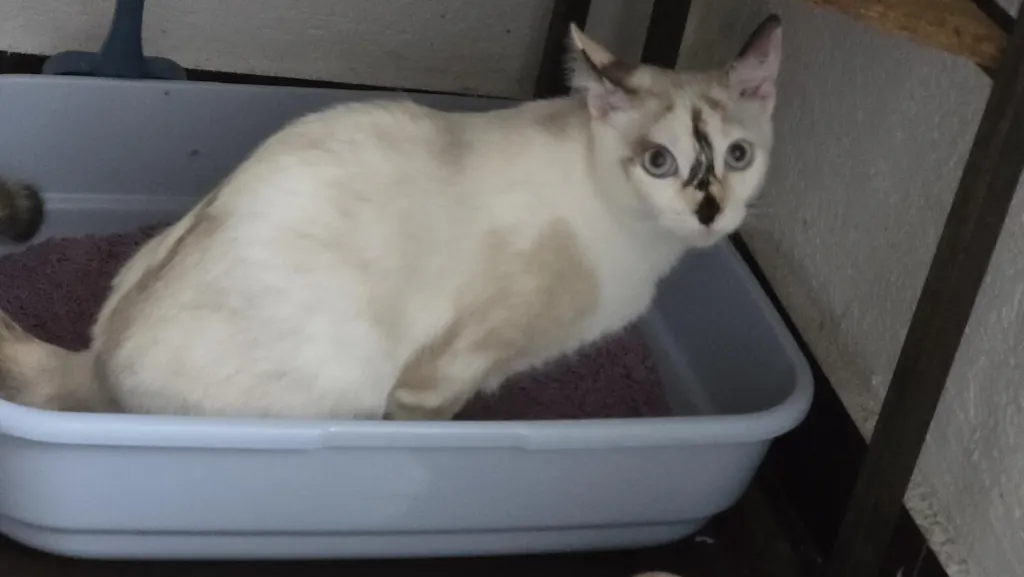 Pachet STARTER - 4 pungi + lopatica speciala