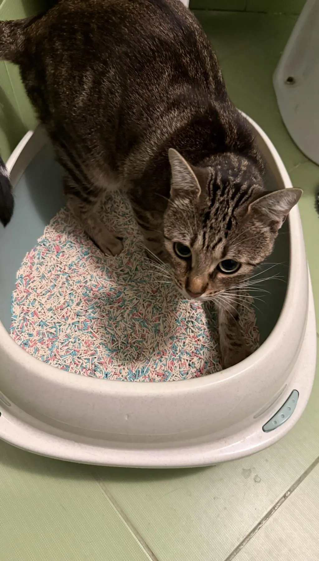 Nisip tofu pisici Ecosand mandarine 6L