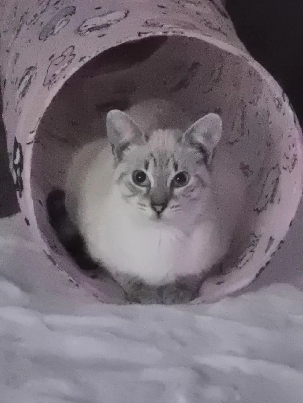 Nisip tofu pisici Ecosand capsuni 6L