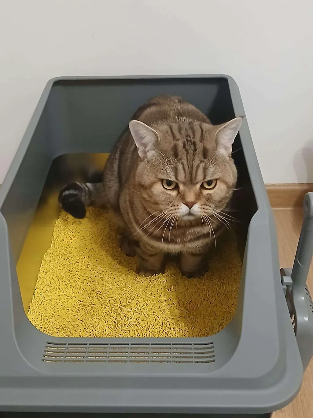 Nisip tofu pisici Ecosand piersici si miere 6L