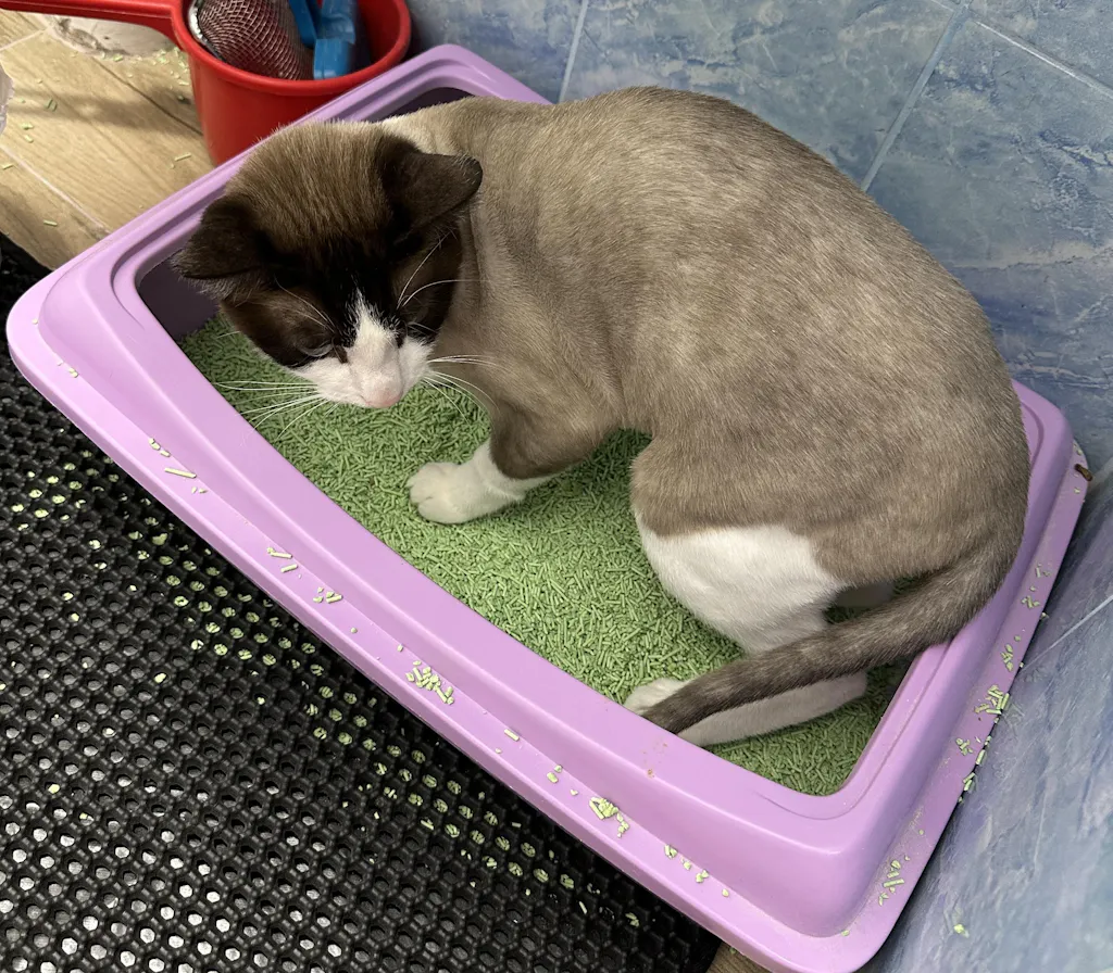 Nisip tofu pisici Ecosand mentă 6L