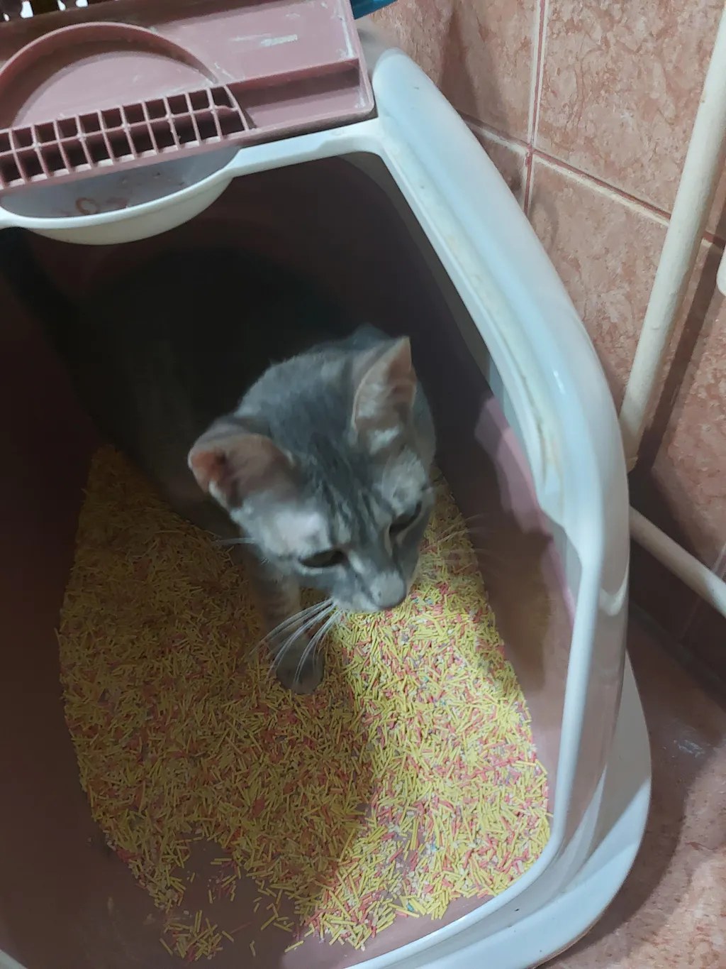 Nisip tofu pisici Ecosand flori de cires 6L