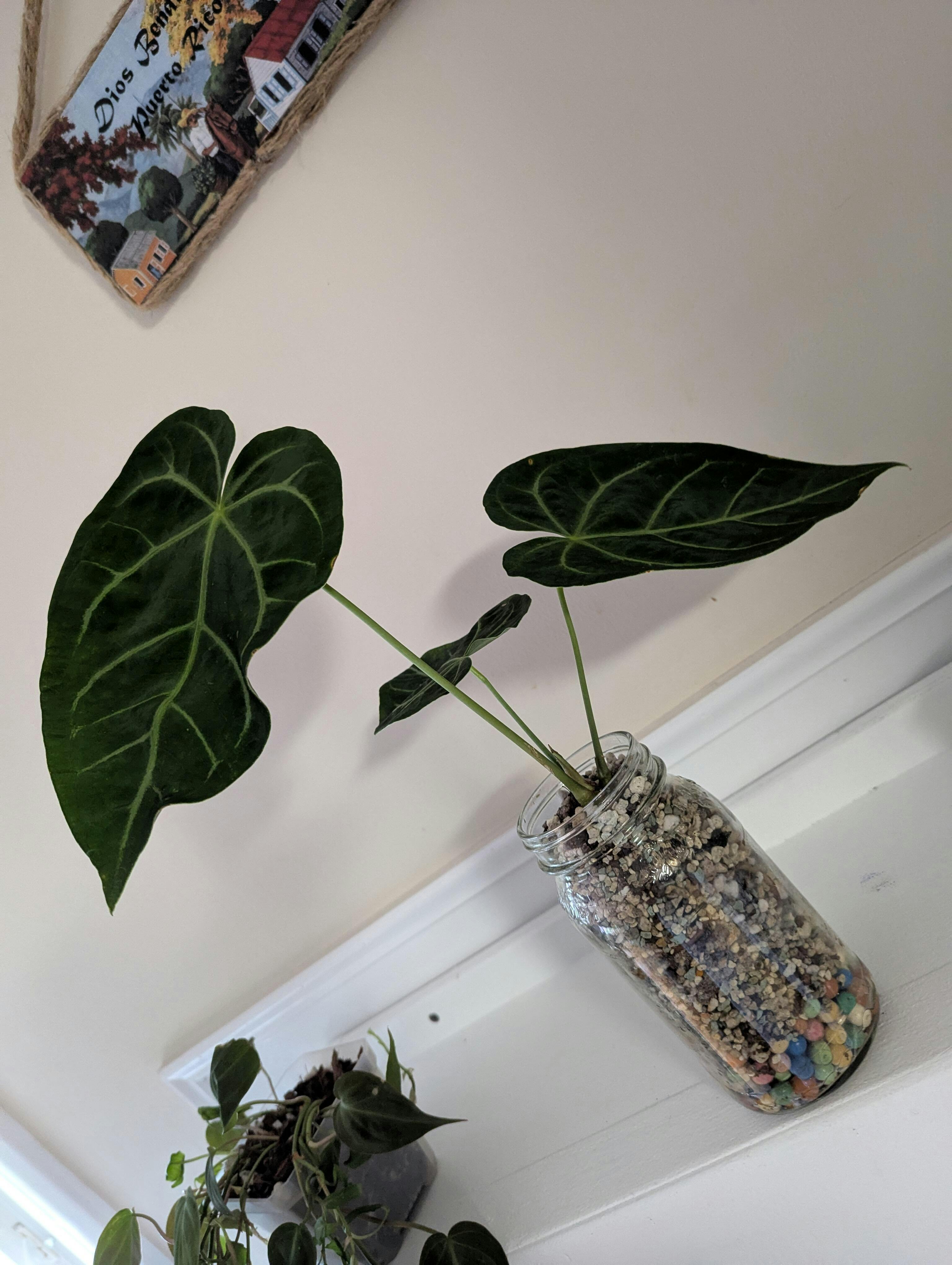 Anthurium magnificum Silver — Ecuagenera Orquídeas del Ecuador