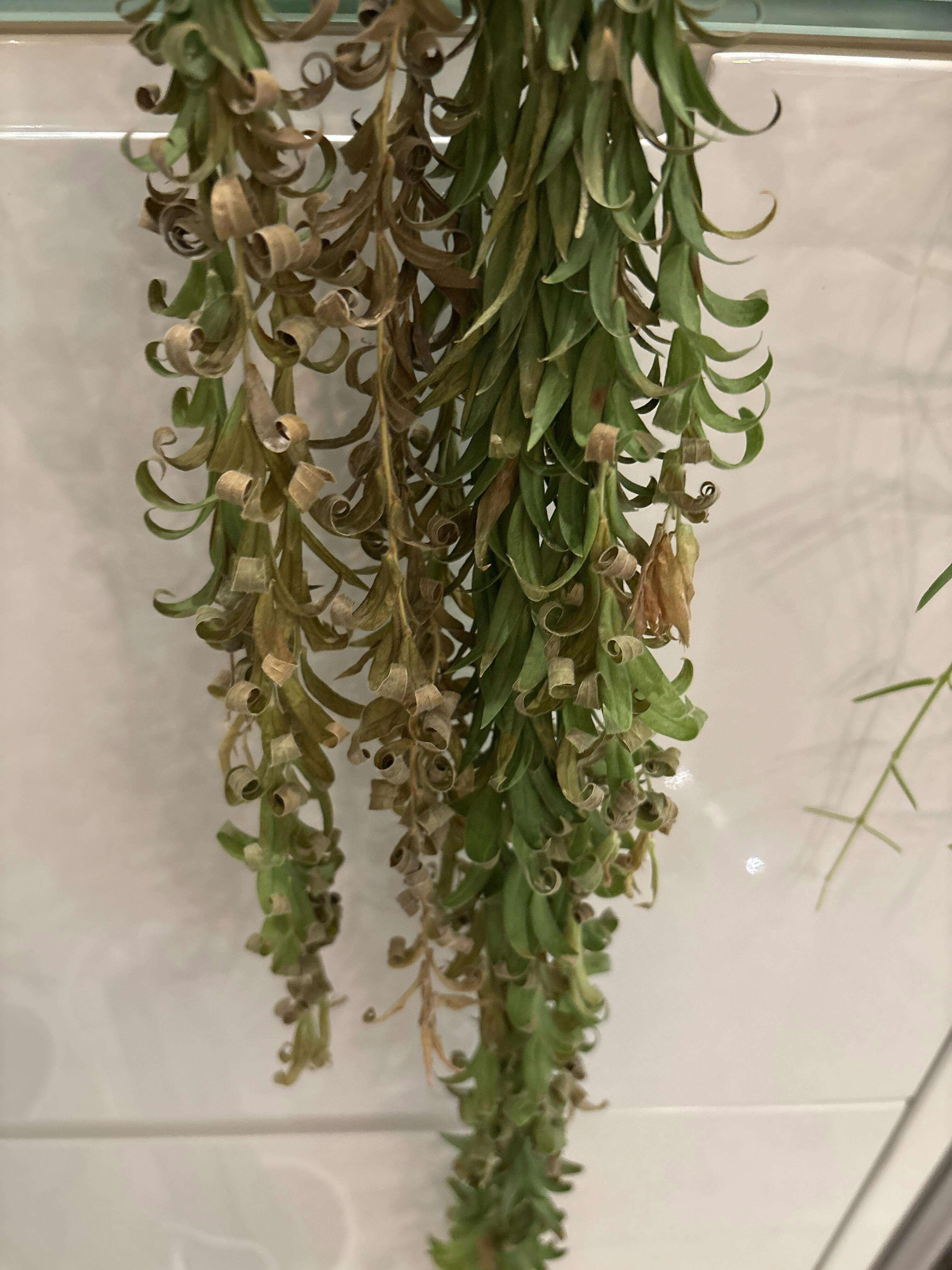 希少　着生ツツジ Ceratostema rauhii Ecuador Ceratostema rauhii — Ecuagenera Orquídeas del Ecuador