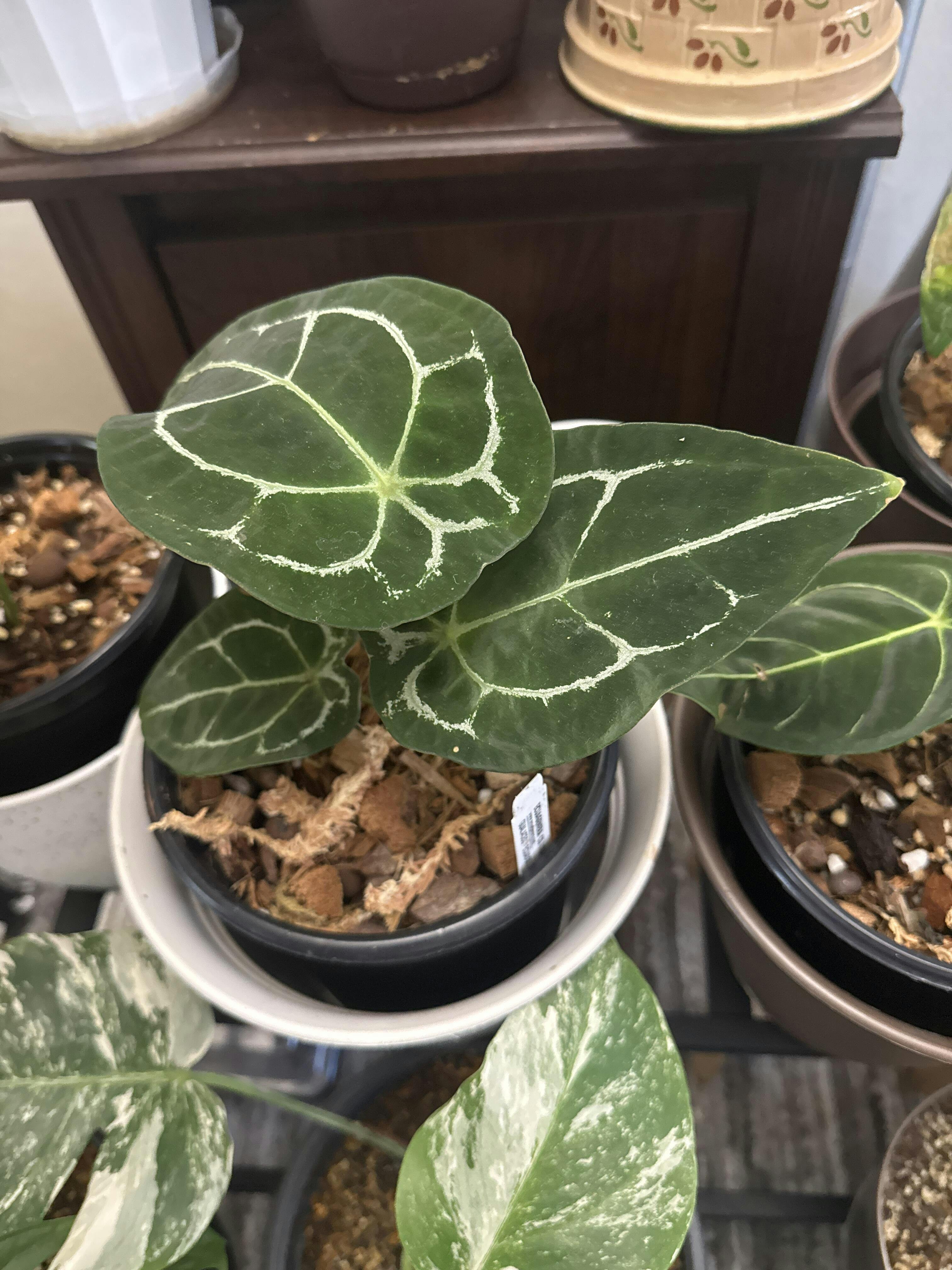 Anthurium forgetii white stripes — Ecuagenera Orquídeas del Ecuador