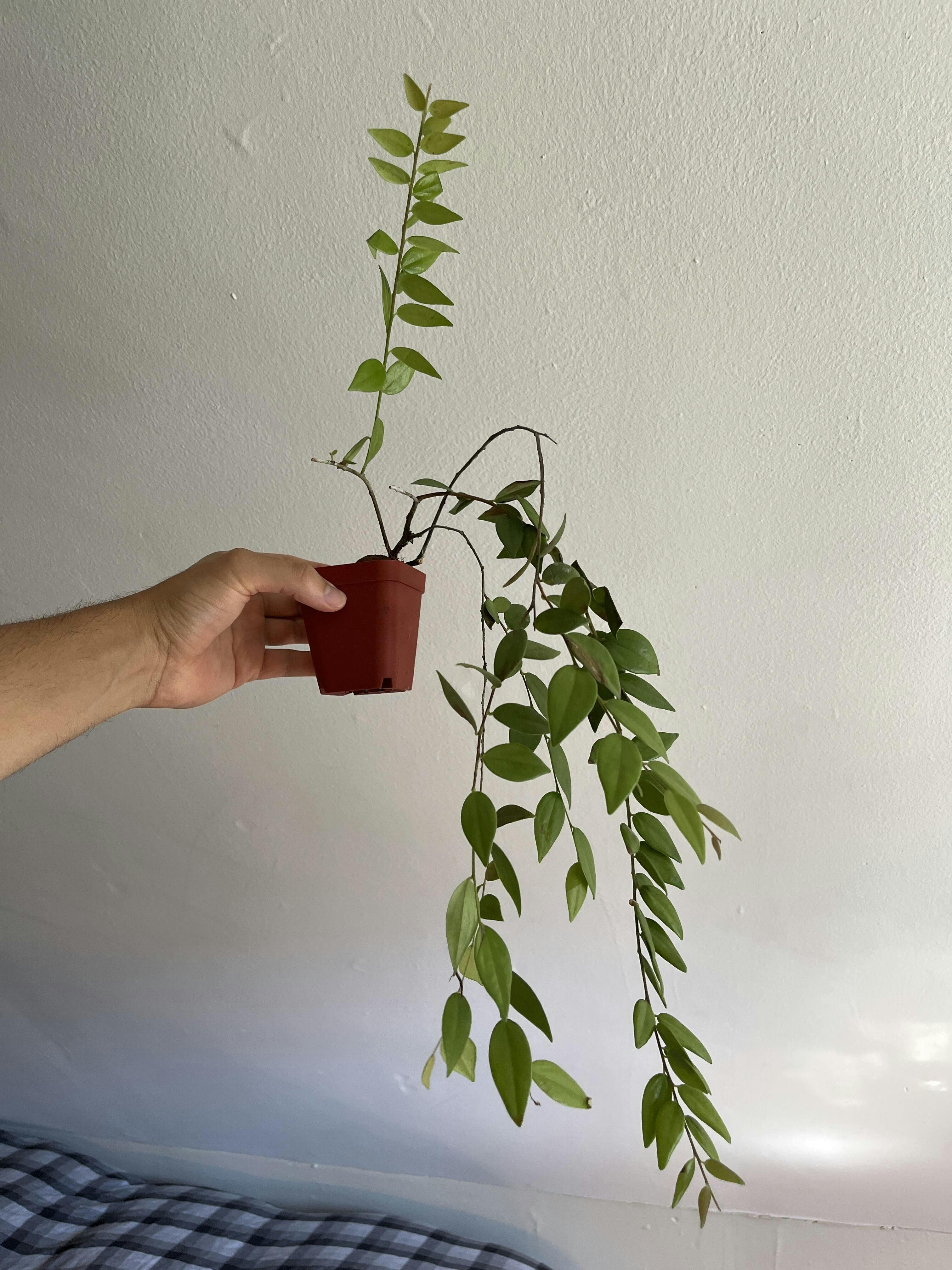 Ceratostema doucettei — Ecuagenera Orquídeas del Ecuador