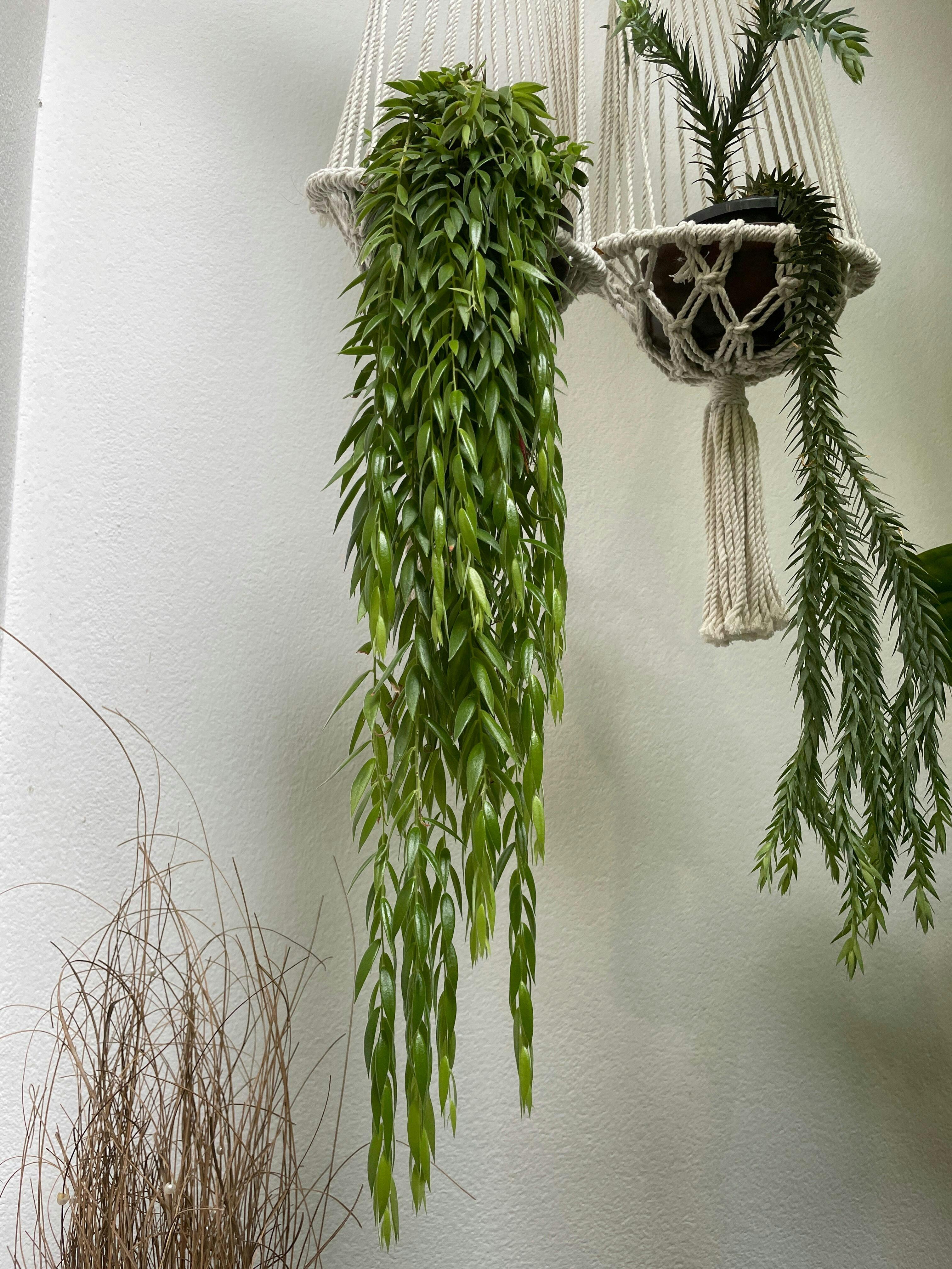 Ceratostema rauhii — Ecuagenera Orquídeas del Ecuador