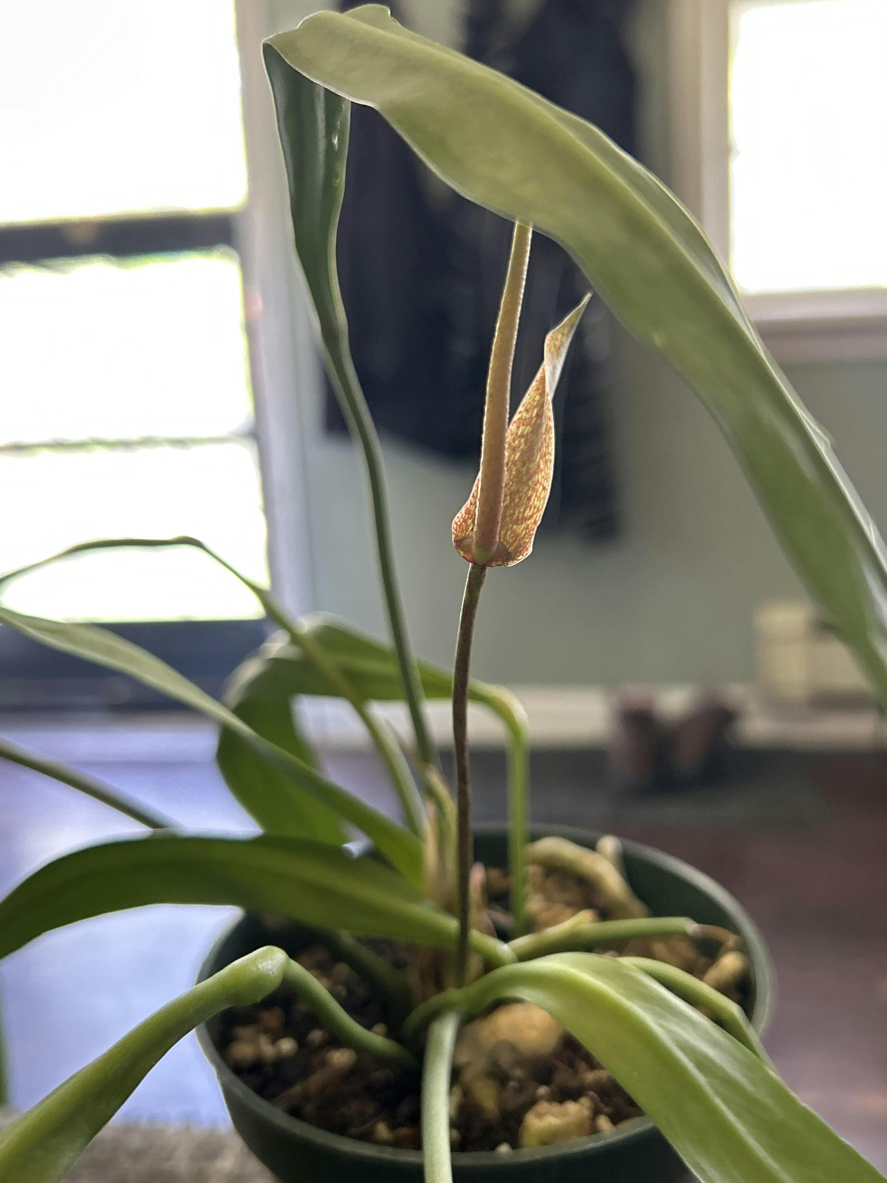 Anthurium pallidiflorum — Ecuagenera USA Corp