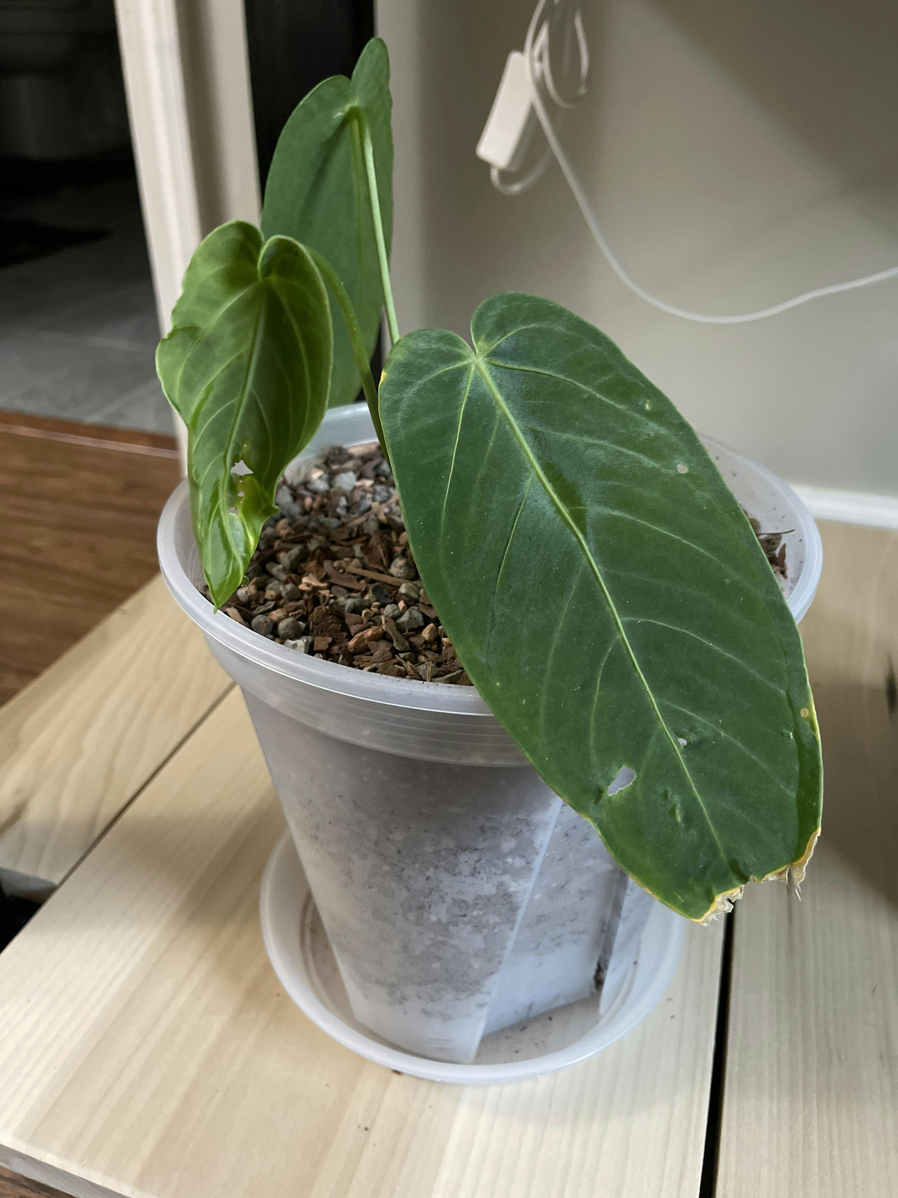 Anthurium Zamora Queen — Ecuagenera USA Corp