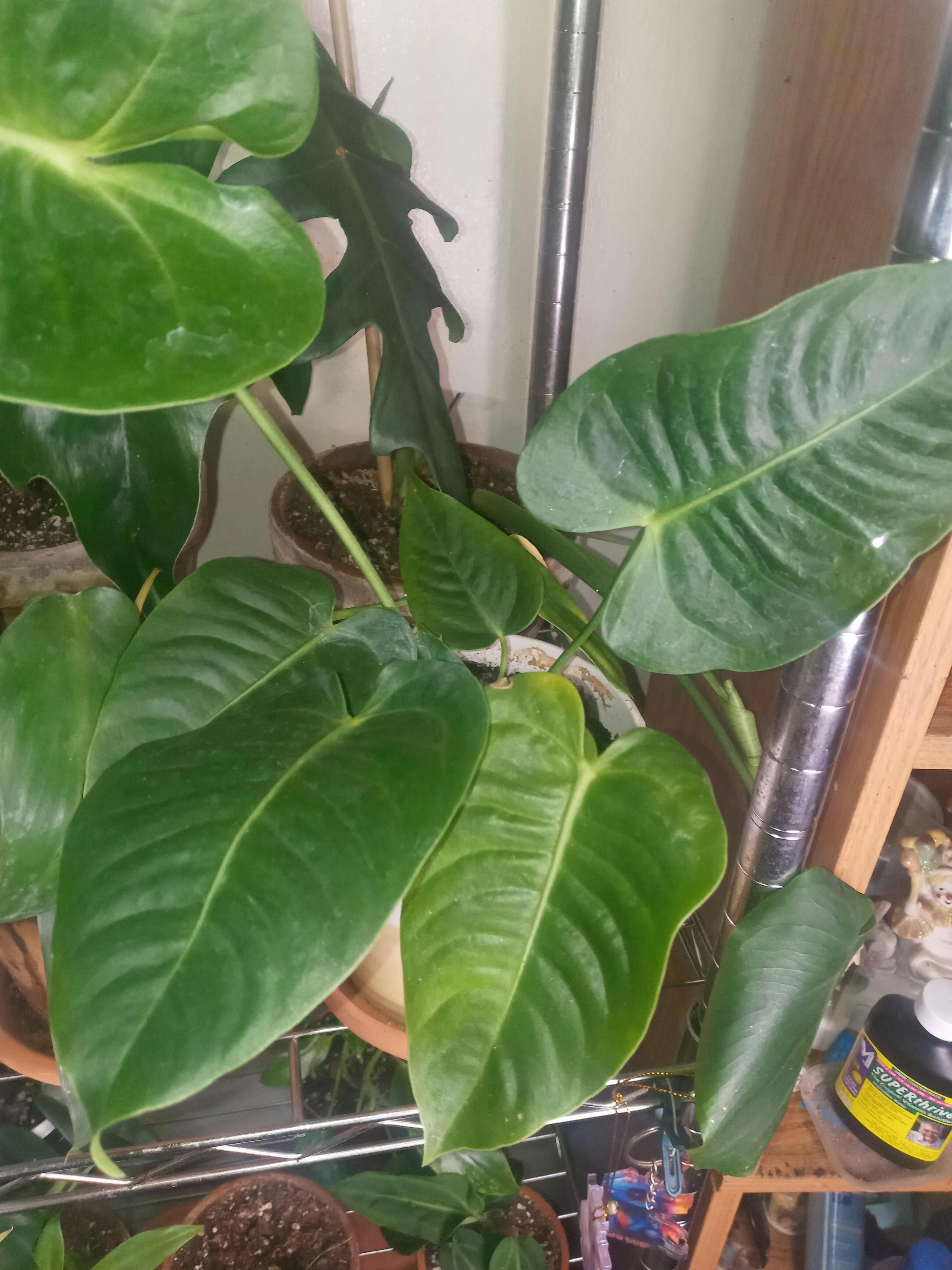 Anthurium veitchii type — Ecuagenera USA Corp