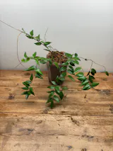 Ceratostema doucettei — Ecuagenera USA Corp