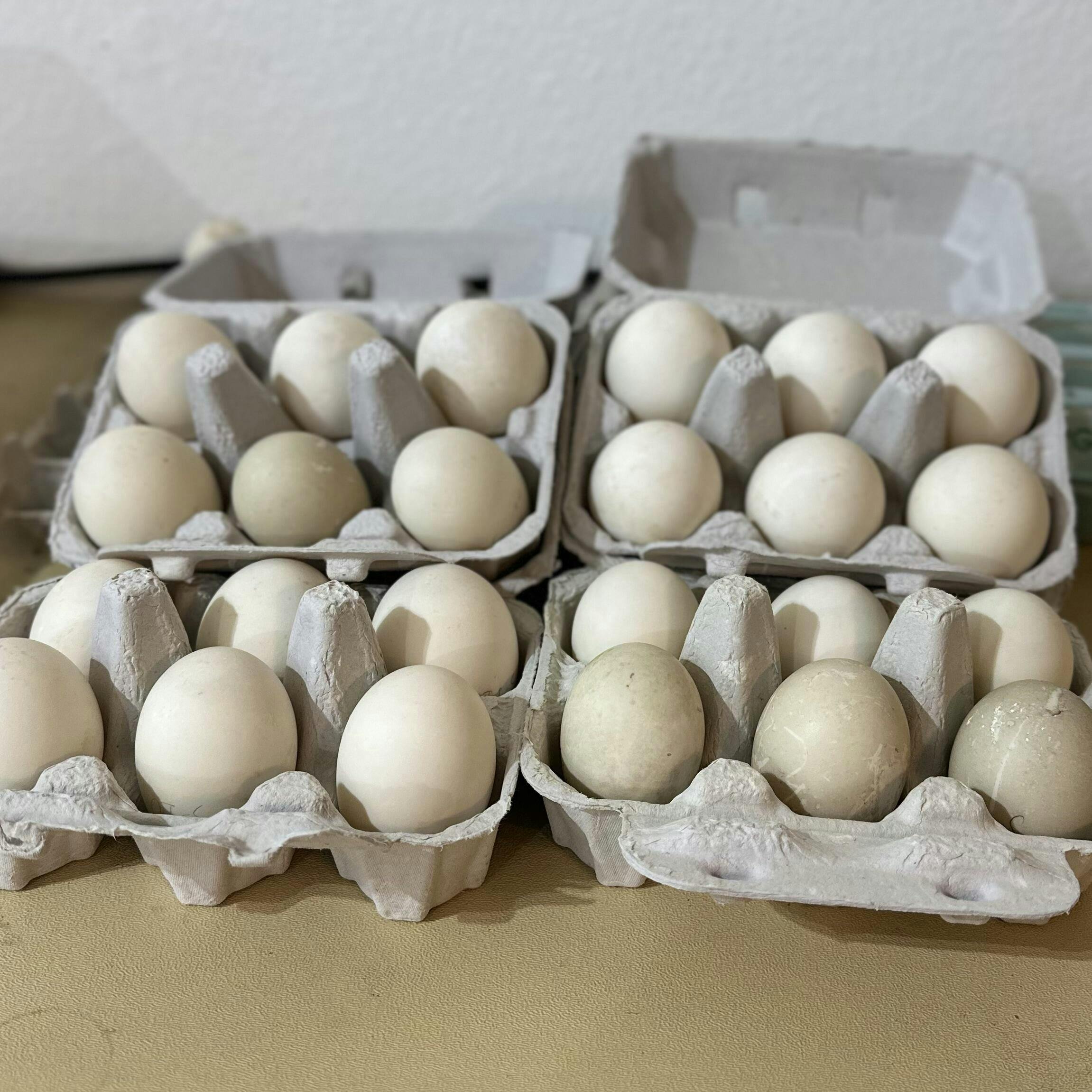 Duck Egg Cartons, 6Egg Empty Paper Pulp