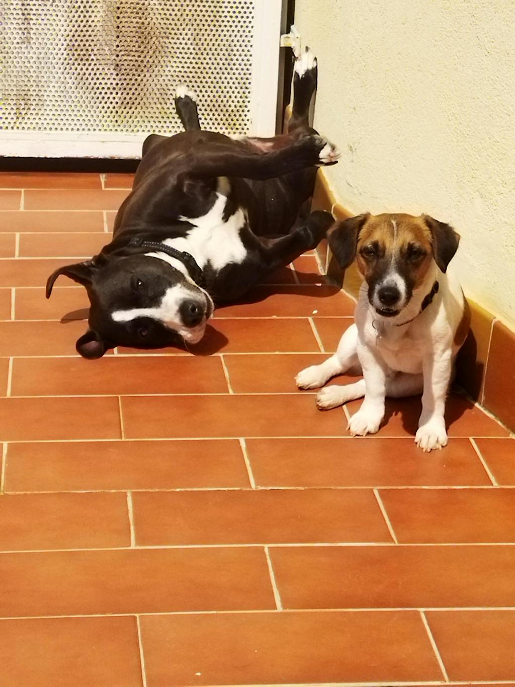 Tacos de ternera 500g