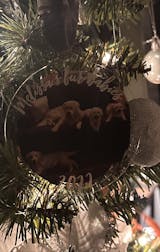 Custom Pet Christmas Ornament, Clear Acrylic Holiday Dog / Cat