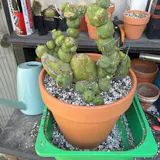 Elektros Plants