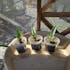 Elektros Plants