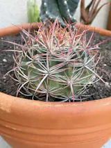 Ferocactus pilosus - Mexican Fire Barrel Cactus SH5