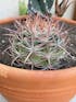 Ferocactus pilosus - Mexican Fire Barrel Cactus SH5