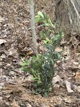 5gal Toyon Christmas Berry | Heteromeles arbutifolia