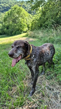 Articulation Renforcée soutien articulaire