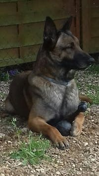 Articulation Renforcée soutien articulaire