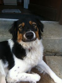 Articulation Renforcée soutien articulaire