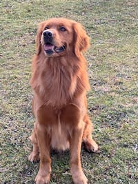 Oméga 3 – Huile de krill