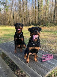 Oméga 3 – Huile de Krill pour chien : soutien articulaire, peau et vitalité