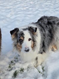 Vitality – La cure tonus et vitalité pour votre compagnon