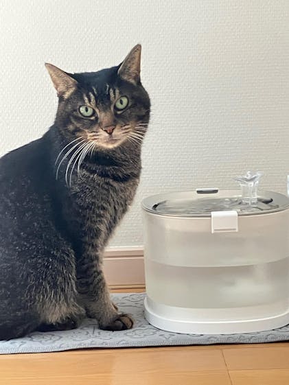 Elfin Fountain E1+ | Pumpless Pet Water Fountain