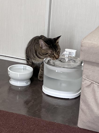 Elfin Fountain E1+ | Pumpless Pet Water Fountain