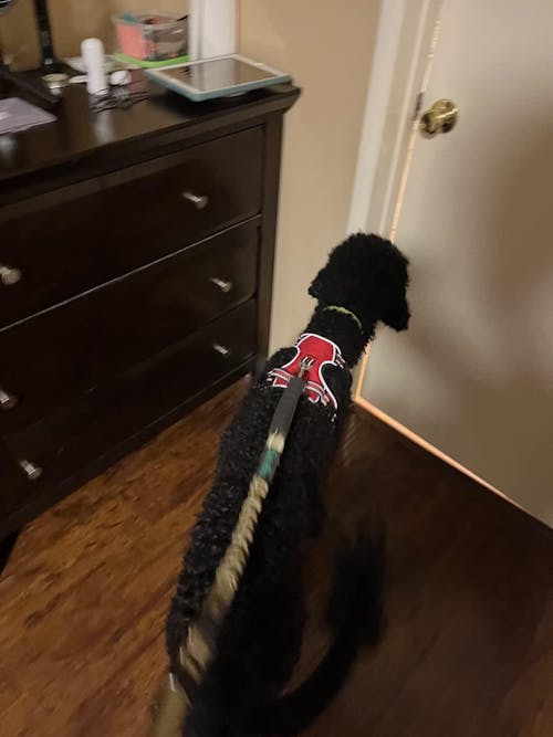 Cherry Bloom™ | 7.5" Curved Shears