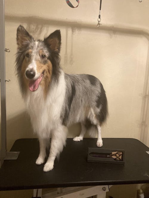 GhostCut™ | 7.5" Curved Blender (Chunker)