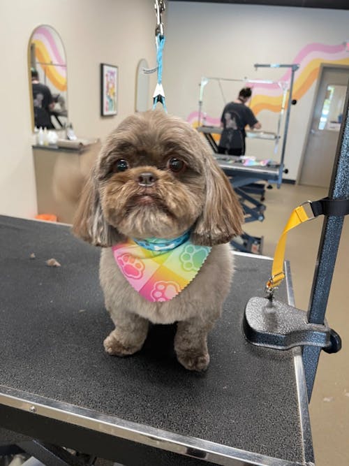 GhostCut™ | 7.5" Curved Blender (Chunker)