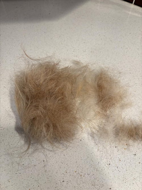 Folding Walnut Dog Stripping Knife