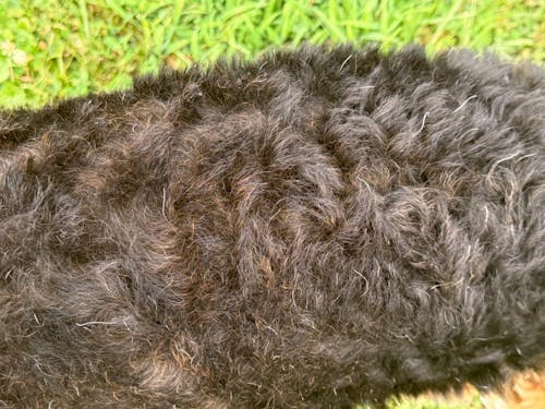 Folding Walnut Dog Stripping Knife